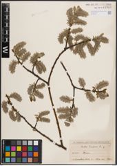 Foto von Salix caprea L.